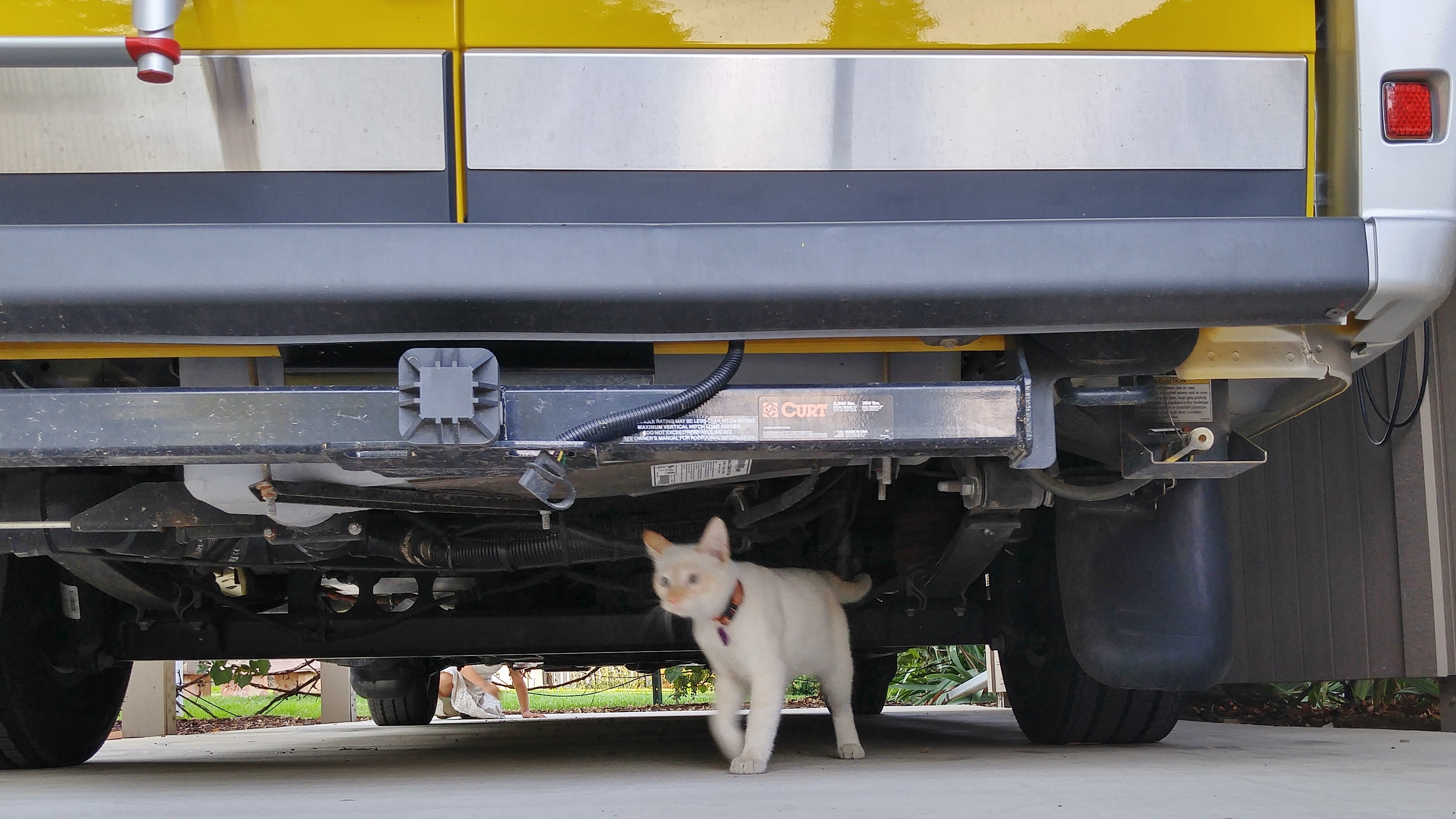 Meet Mel The Fit RV Cat!