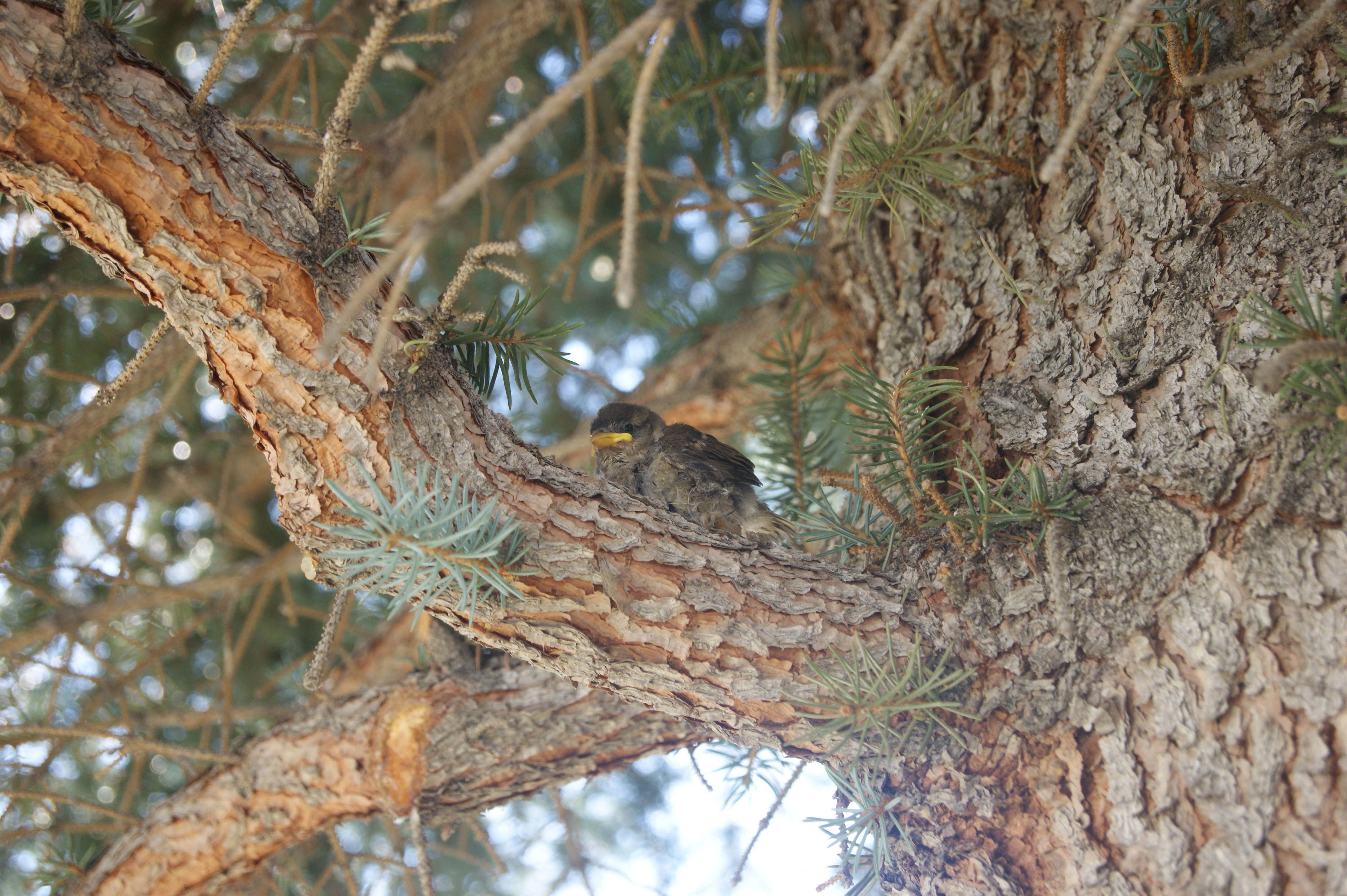 Mountain View RV Park, Arco ID – RV Park Review